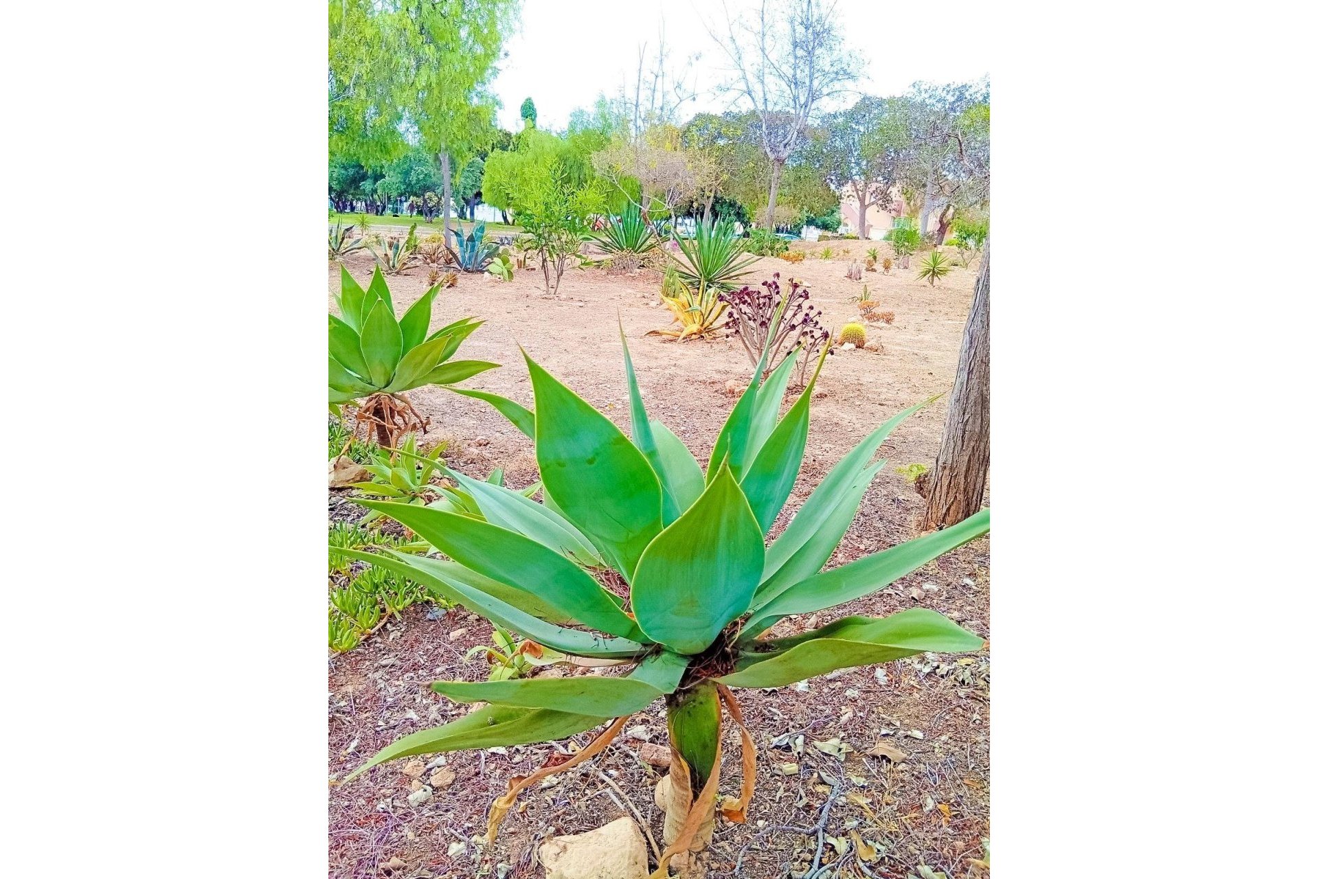 Herverkoop - Appartement -
Orihuela Costa - La Florida