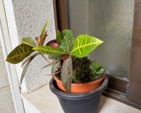 Herverkoop - Appartement -
Orihuela Costa - Las Ramblas