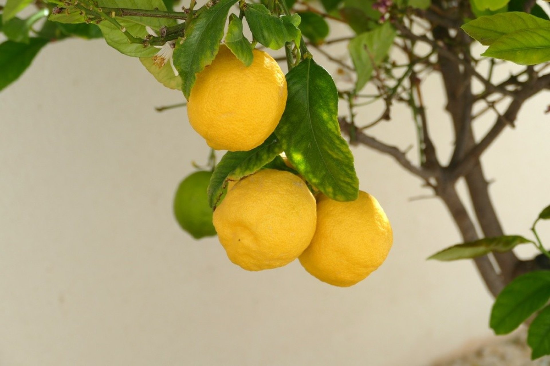 Herverkoop - Villa -
Benijofar - Costa Blanca