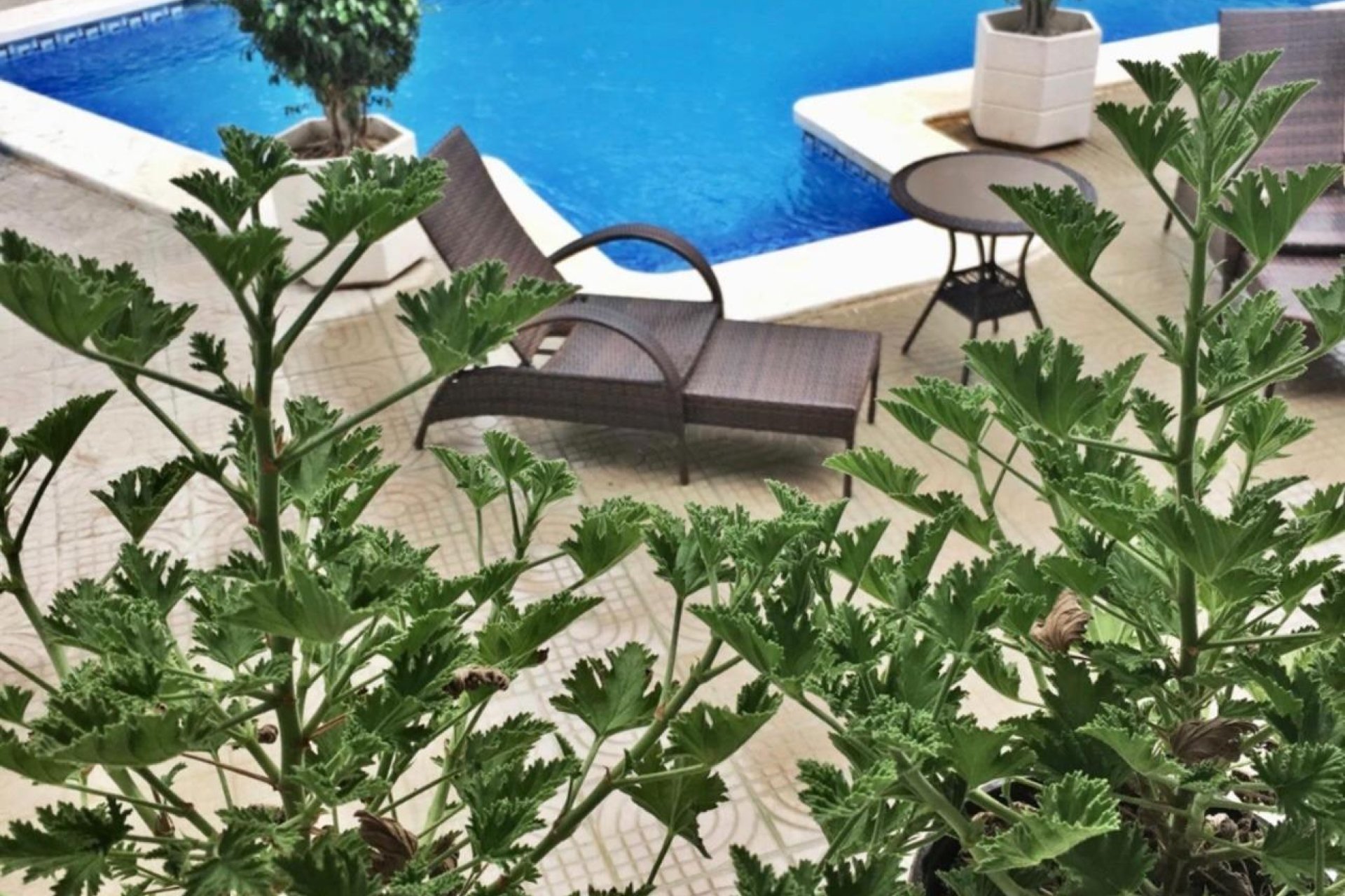 Herverkoop - Villa -
Ciudad Quesada - Ciudad Quesada - Doña Pepa