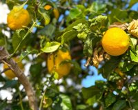 Herverkoop - Villa -
Orihuela Costa - Costa Blanca