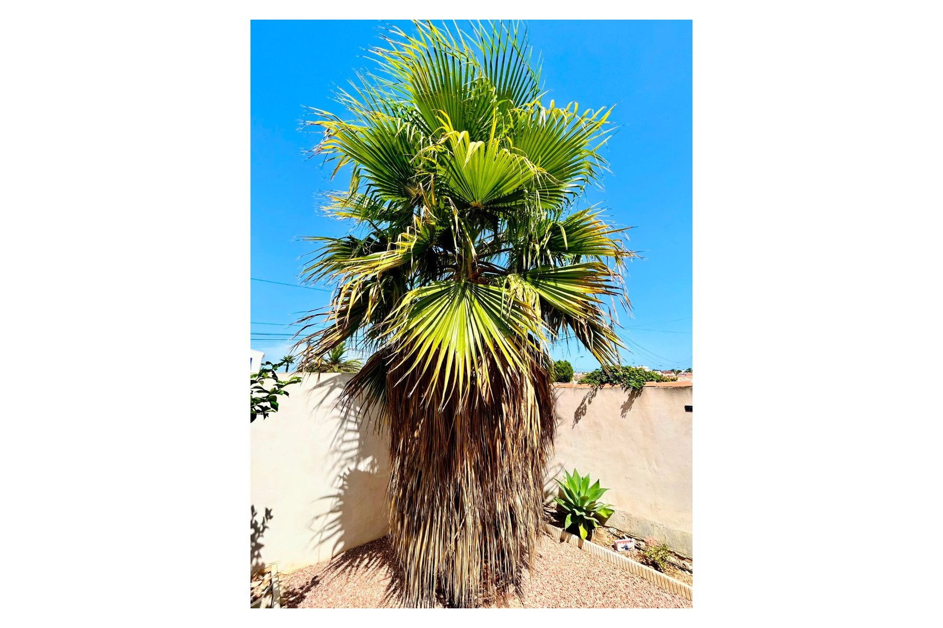 Herverkoop - Villa -
Torrevieja - Costa Blanca