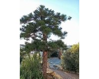 Herverkoop - Villa -
Torrevieja - La Siesta