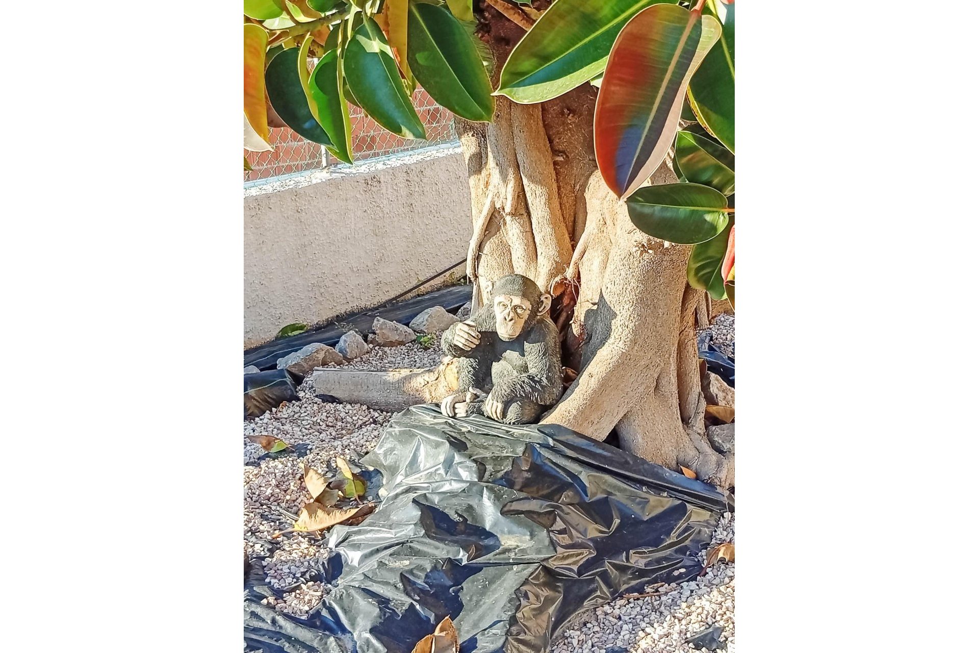 Herverkoop - Villa -
Torrevieja - La Siesta