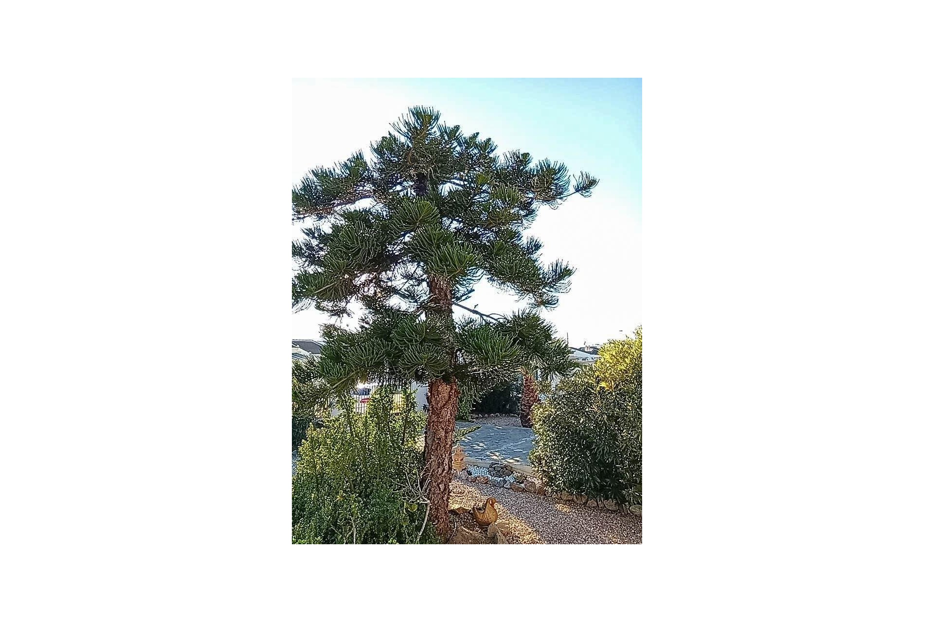 Herverkoop - Villa -
Torrevieja - La Siesta