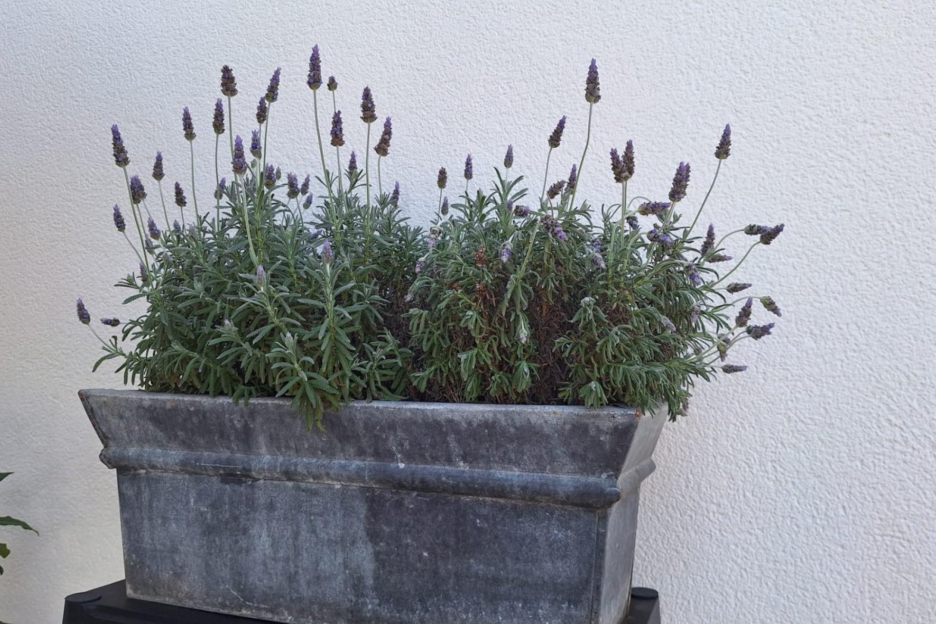 Herverkoop - Villa -
Torrevieja - Los Balcones - Los Altos del Edén