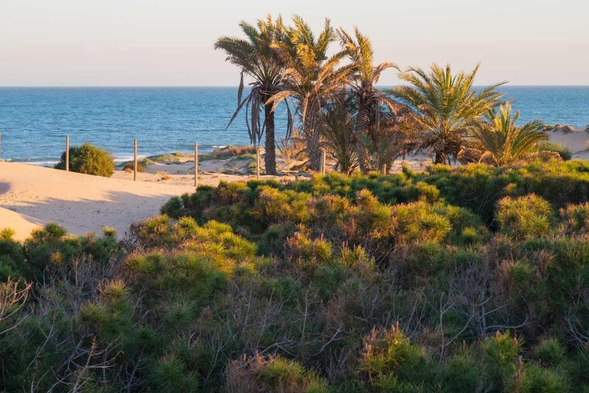 Nieuwbouw Woningen - Appartement -
Guardamar del Segura - Avda del Puerto