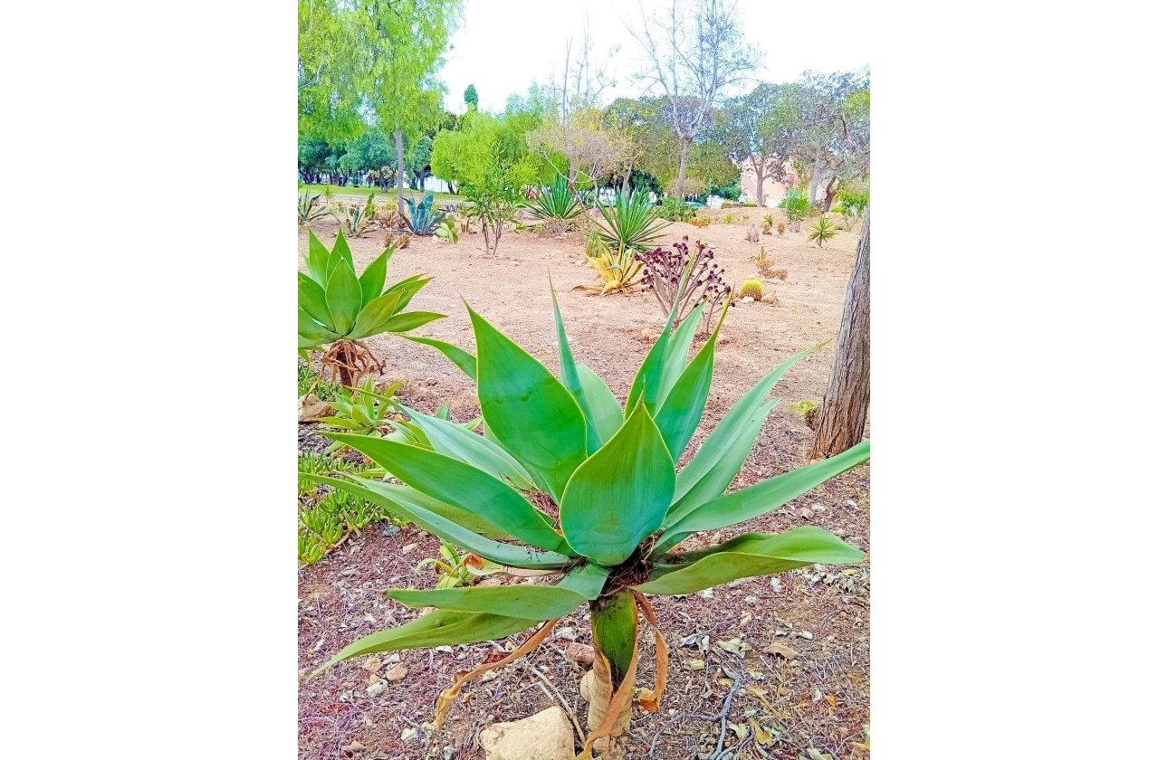 Resale - Apartment -
Orihuela Costa - La Florida