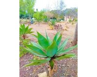 Resale - Apartment -
Orihuela Costa - La Florida