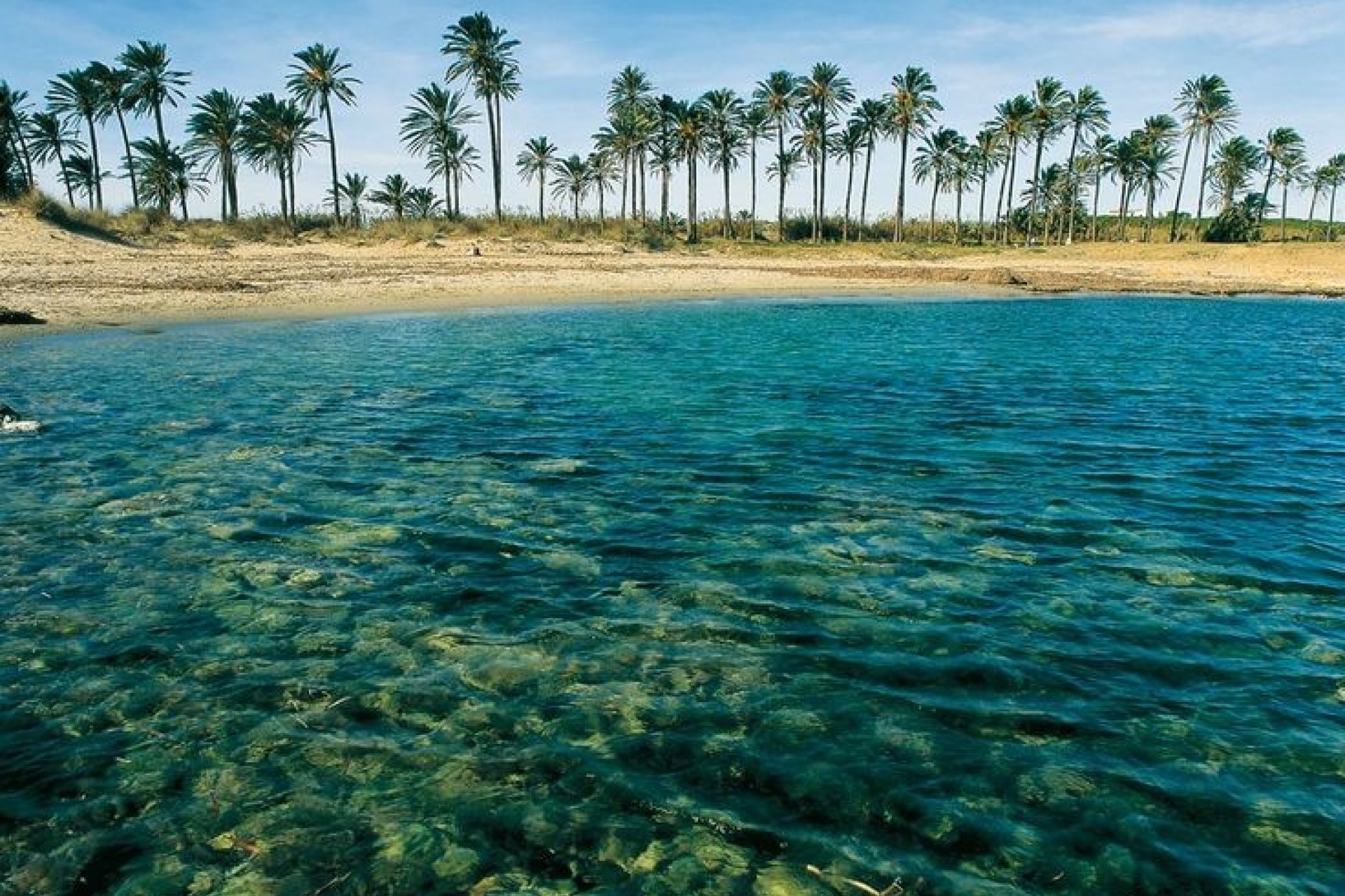 Resale - Bungalow -
Torrevieja - Costa Blanca