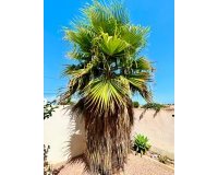 Resale - Villa -
Torrevieja - Costa Blanca