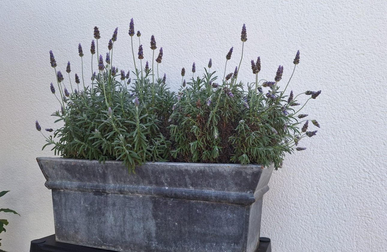 Resale - Villa -
Torrevieja - Los Balcones - Los Altos del Edén