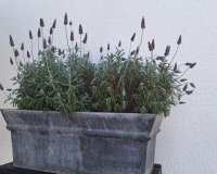 Resale - Villa -
Torrevieja - Los Balcones - Los Altos del Edén