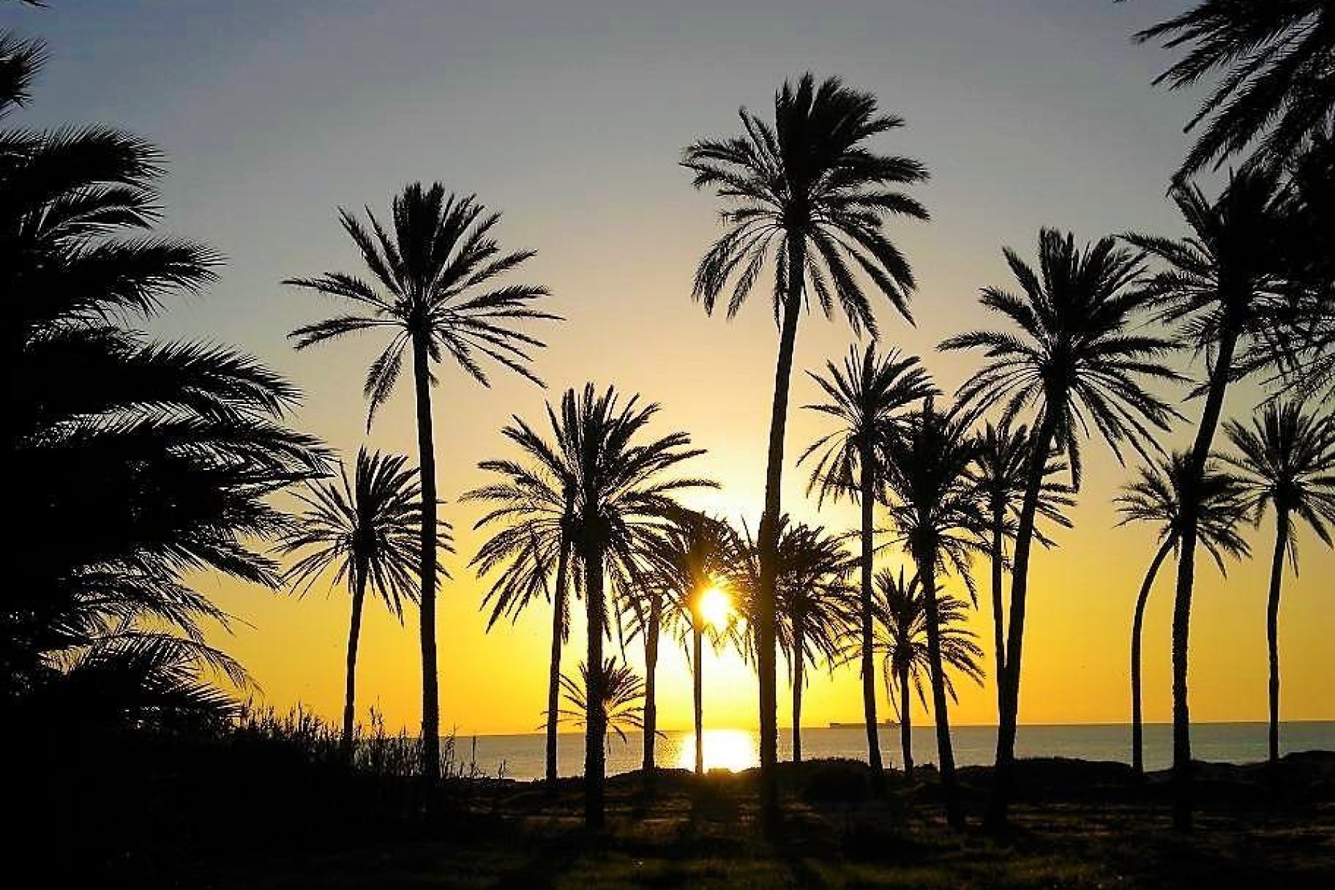 Revente - Appartement -
Torrevieja - Centro