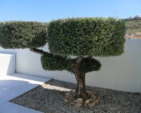 Revente - Villa -
Benijofar - Costa Blanca