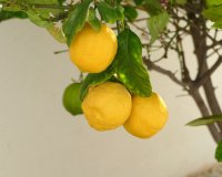 Revente - Villa -
Benijofar - Costa Blanca