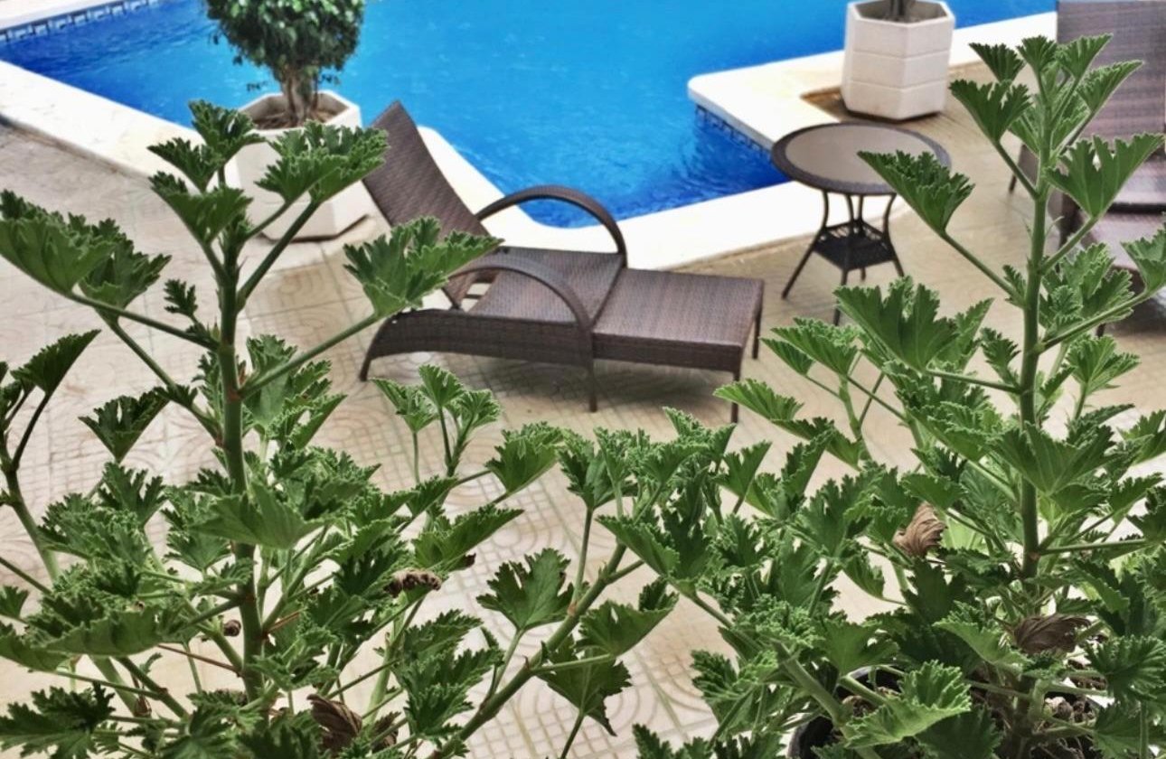 Revente - Villa -
Ciudad Quesada - Ciudad Quesada - Doña Pepa