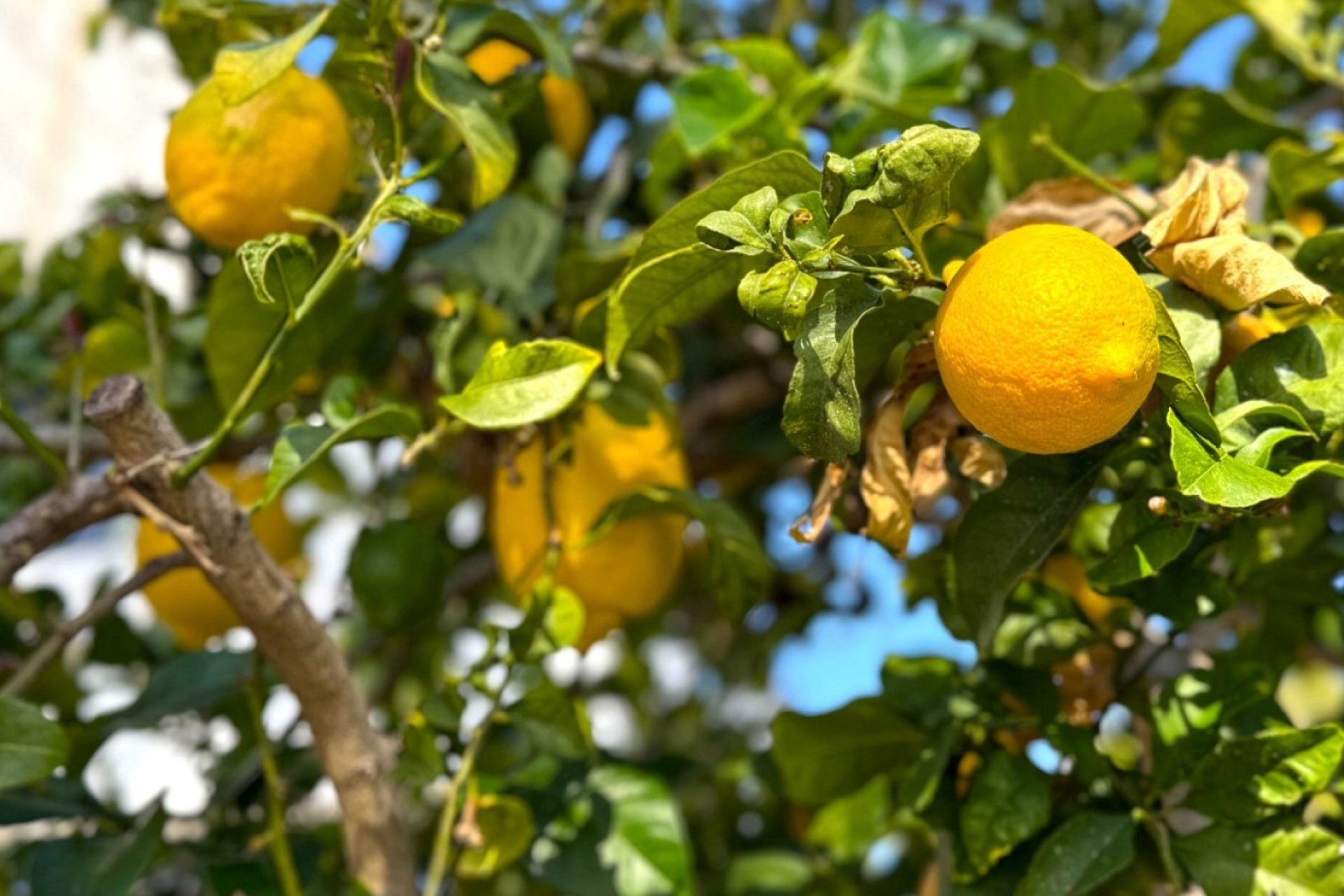 Revente - Villa -
Orihuela Costa - Costa Blanca