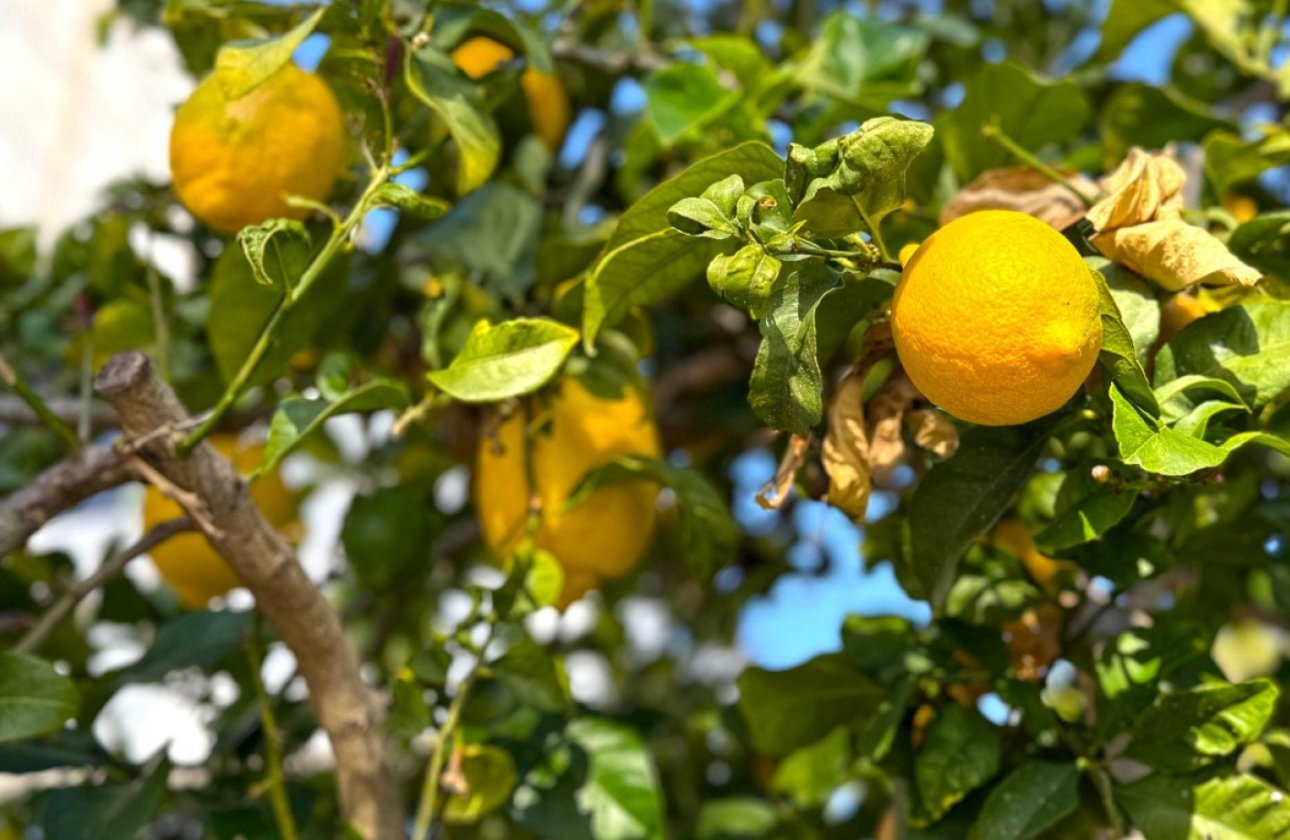 Revente - Villa -
Orihuela Costa - Costa Blanca