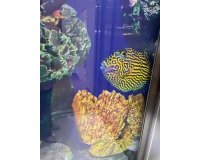 Revente - Villa -
San Miguel de Salinas - Altos De San Miguel