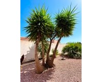 Revente - Villa -
Torrevieja - Costa Blanca