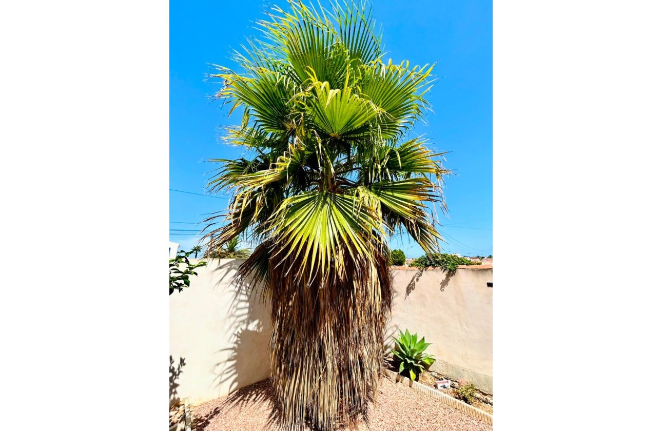 Revente - Villa -
Torrevieja - Costa Blanca