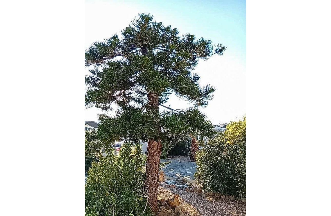 Revente - Villa -
Torrevieja - La Siesta