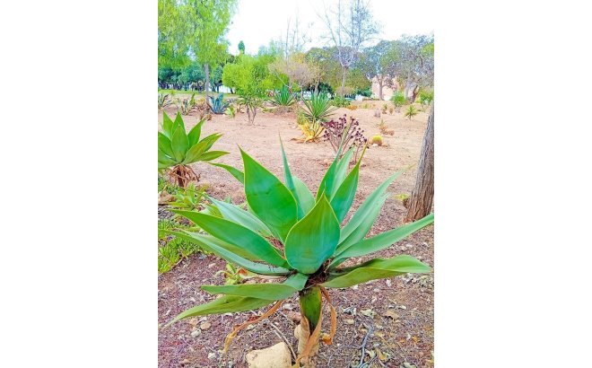 Resale - Apartment -
Orihuela Costa - La Florida