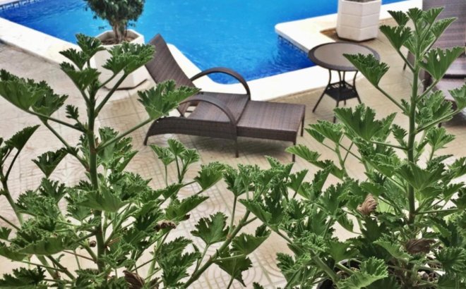 Resale - Villa -
Ciudad Quesada - Ciudad Quesada - Doña Pepa