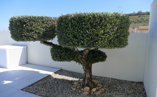 Resale - Villa -
Benijofar - Costa Blanca