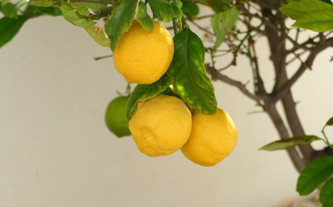 Resale - Villa -
Benijofar - Costa Blanca