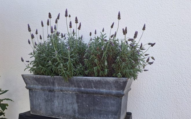 Revente - Villa -
Torrevieja - Los Balcones - Los Altos del Edén