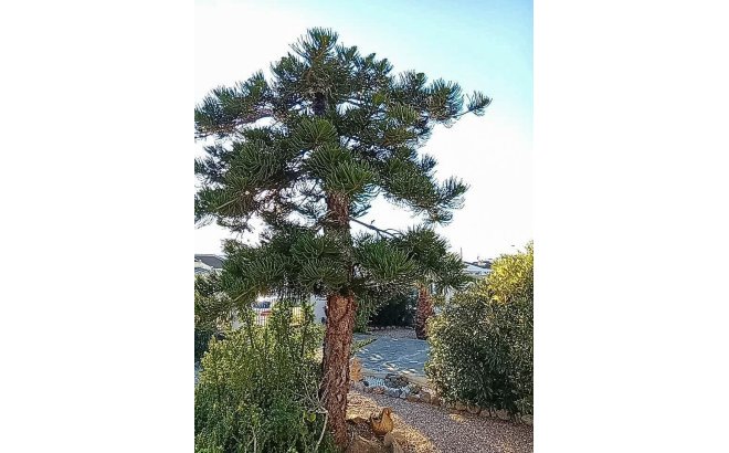 Resale - Villa -
Torrevieja - La Siesta