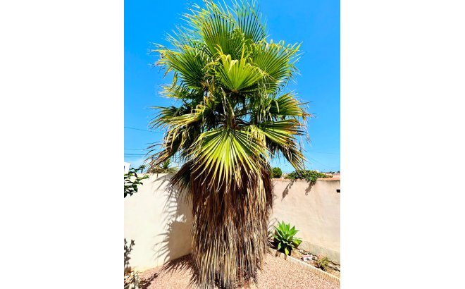 Resale - Villa -
Torrevieja - Costa Blanca